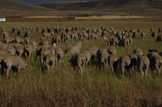 sheep graze off Highway 31